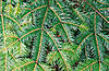 Click image for larger version. 

Name:	pine-needles.jpg 
Views:	1850 
Size:	71.2 KB 
ID:	2017