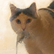 Andrea's Avatar